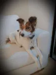 PIPOCA