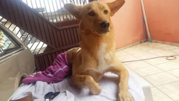 Cachorro ra a srd idade 3 anos nome Napoleão