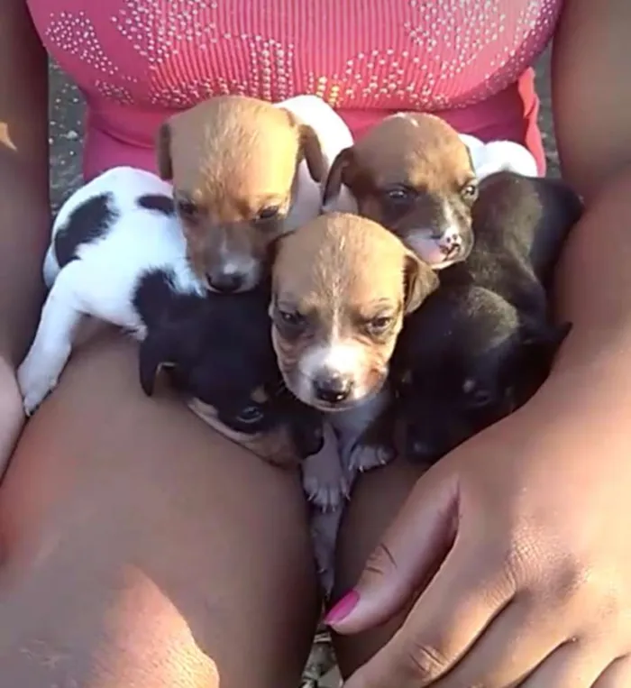 Cachorro raça Vira lata  idade Abaixo de 2 meses nome Suzy