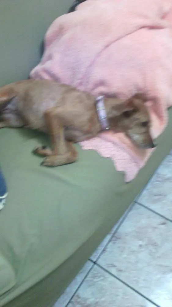 Cachorro ra a Srd idade 4 anos nome Carlota