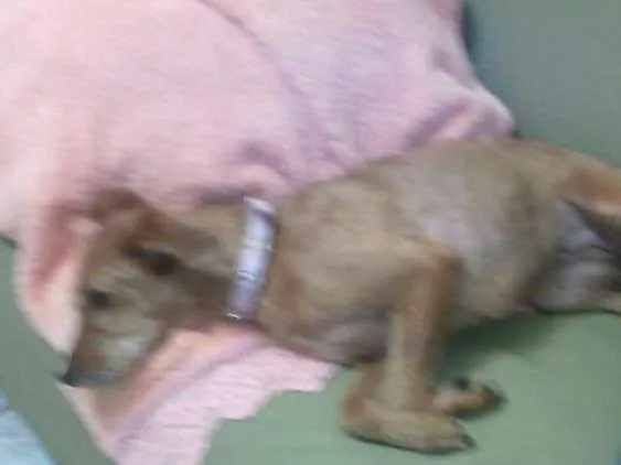 Cachorro ra a Srd idade 4 anos nome Carlota