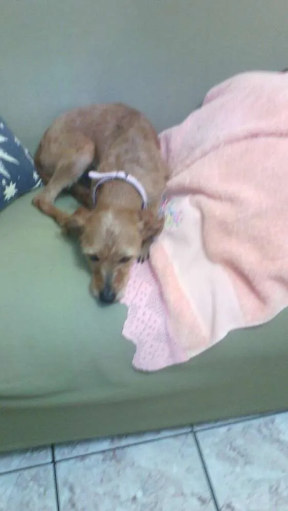 Cachorro ra a Srd idade 4 anos nome Carlota