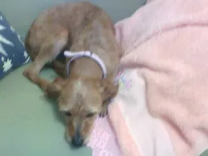 Cachorro raça Srd idade 4 anos nome Carlota