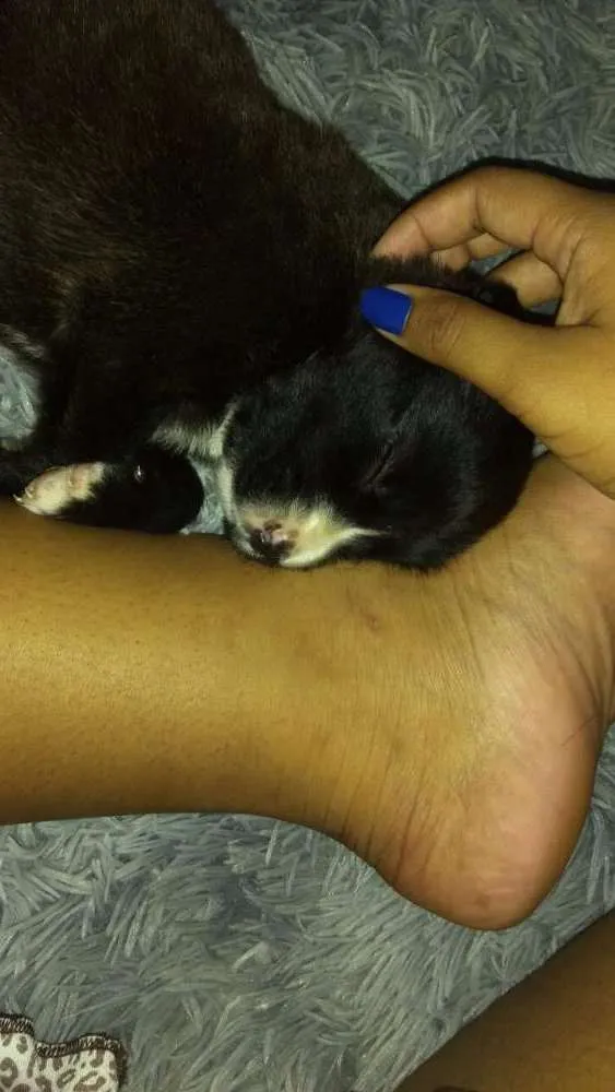 Cachorro ra a Labrador mista idade Abaixo de 2 meses nome Alice