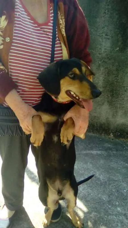 Cachorro ra a mestiço idade 7 a 11 meses nome Jeck