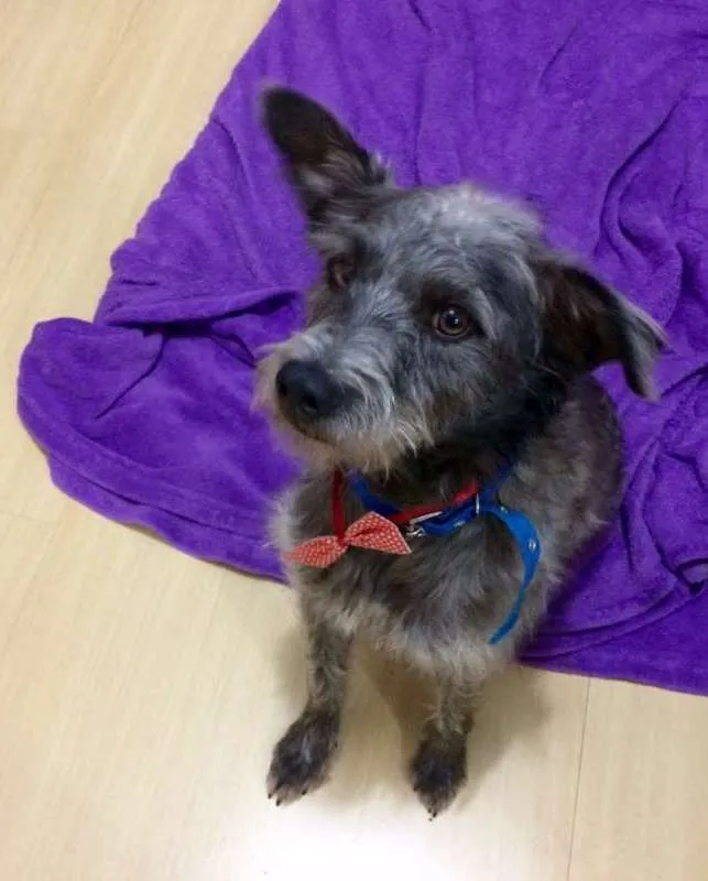 Cachorro ra a Não tem idade 4 anos nome Não tem