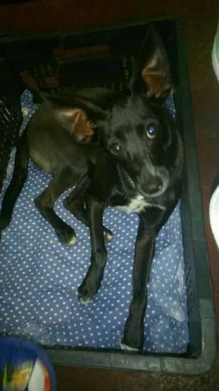 Cachorro ra a Fox Paulistinha idade 3 anos nome Neguinha