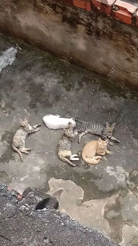 Gato raça comum idade 2 a 6 meses nome não tem