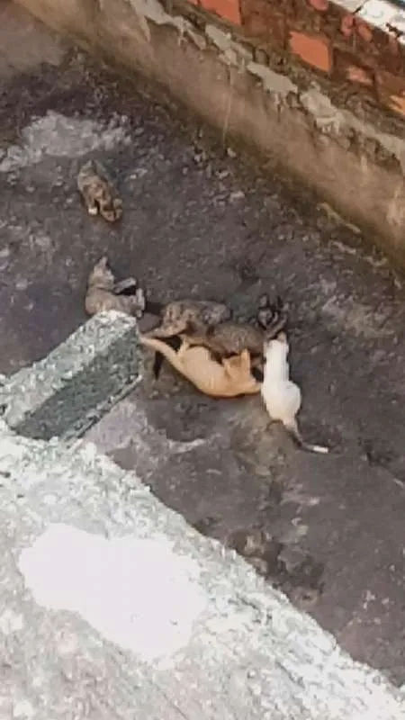 Gato raça comum idade 2 a 6 meses nome não tem