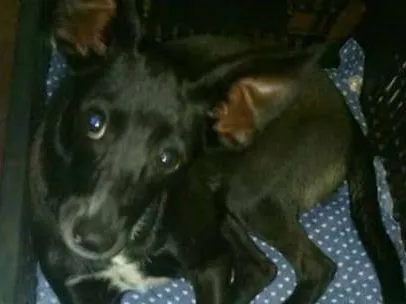 Cachorro ra a Fox Paulistinha idade 3 anos nome Neguinha