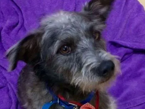 Cachorro ra a Não tem idade 4 anos nome Não tem