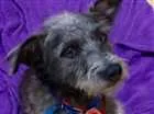 Cachorro raça Não tem idade 4 anos nome Não tem