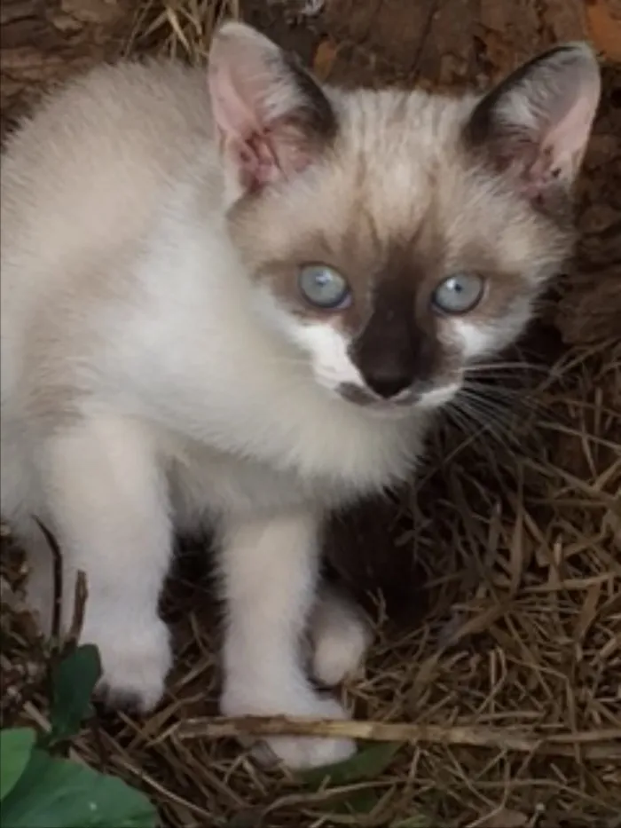 Gato ra a Vira idade Abaixo de 2 meses nome Mia