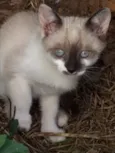 Mia