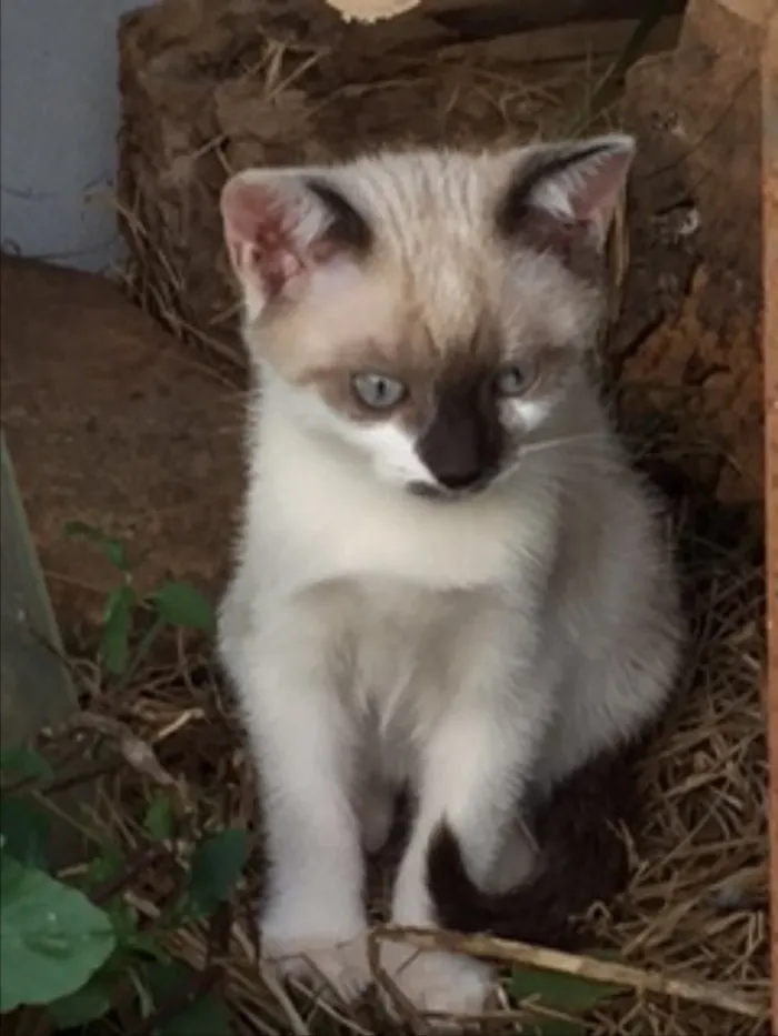 Gato ra a Vira idade Abaixo de 2 meses nome Mia