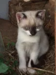 Mia