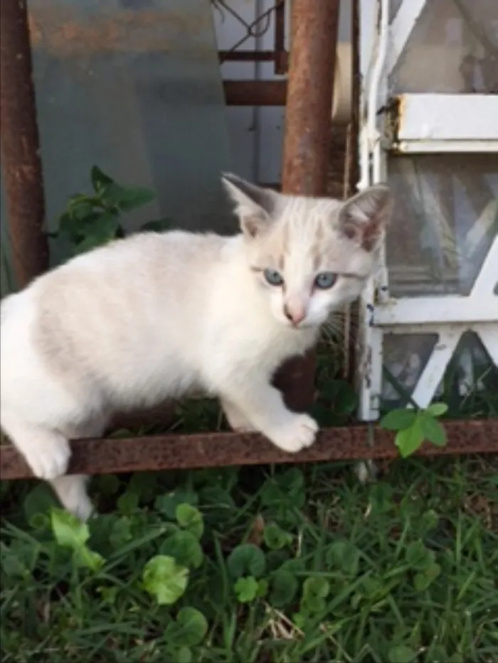 Gato ra a Vira idade Abaixo de 2 meses nome Mia
