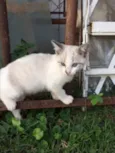 Mia
