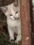 Mia