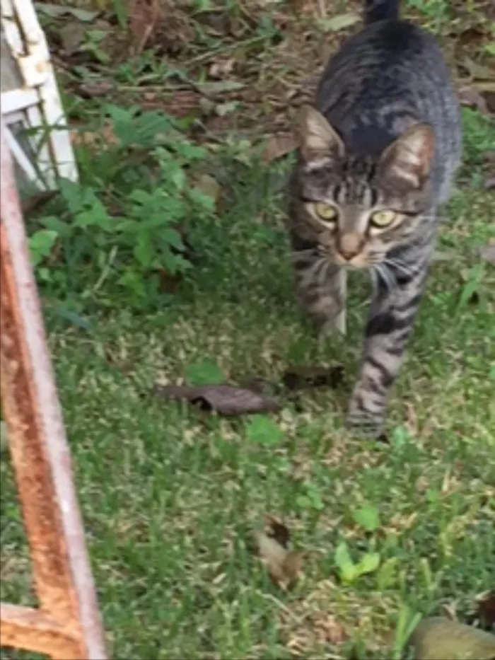 Gato ra a Vira idade Abaixo de 2 meses nome Mia