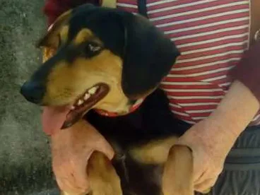 Cachorro ra a mestiço idade 7 a 11 meses nome Jeck