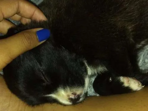 Cachorro ra a Labrador mista idade Abaixo de 2 meses nome Alice