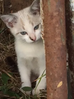 Gato raça Vira idade Abaixo de 2 meses nome Mia