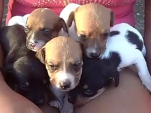 Cachorro raça Vira lata  idade Abaixo de 2 meses nome Suzy