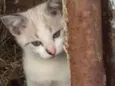 Mia