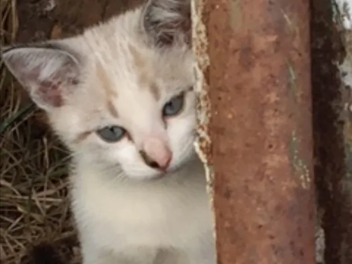 Gato ra a Vira idade Abaixo de 2 meses nome Mia