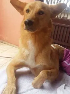 Cachorro raça srd idade 3 anos nome Napoleão