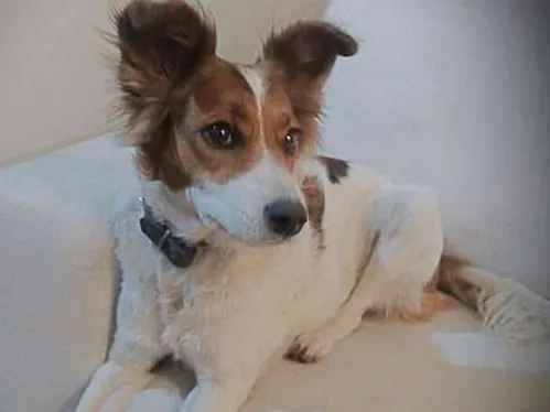 Cachorro ra a VIRA LATA idade 1 ano nome PIPOCA