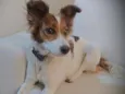 PIPOCA