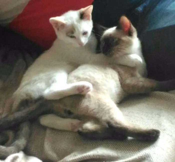 Gato ra a SRD idade 2 a 6 meses nome Paçoca e Tuim