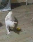 Paçoca e Tuim