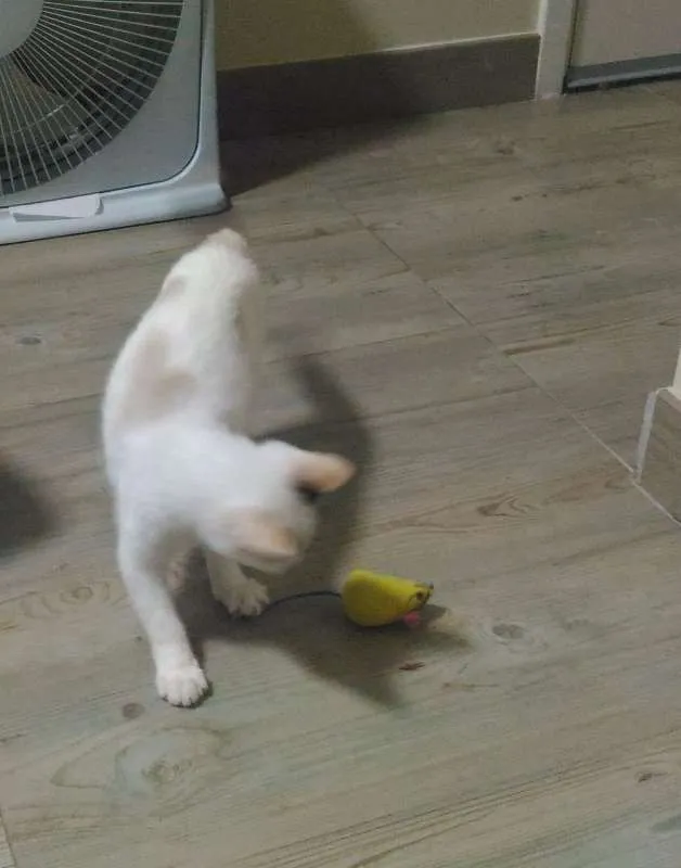 Gato ra a SRD idade 2 a 6 meses nome Paçoca e Tuim