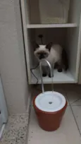 Paçoca e Tuim