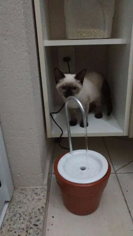 Gato ra a SRD idade 2 a 6 meses nome Paçoca e Tuim