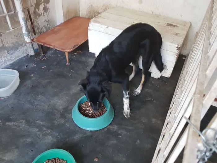 Cachorro ra a Mestiços idade 2 a 6 meses nome Lola, Thor e Loki