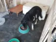 Lola, Thor e Loki
