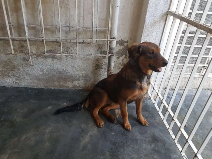 Cachorro ra a Mestiços idade 2 a 6 meses nome Lola, Thor e Loki