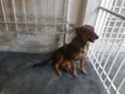Lola, Thor e Loki