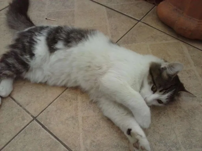 Gato ra a vira-lata idade 2 a 6 meses nome Kik, madama, pretinh