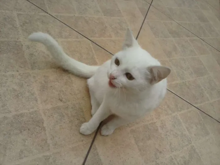 Gato ra a vira-lata idade 2 a 6 meses nome Kik, madama, pretinh