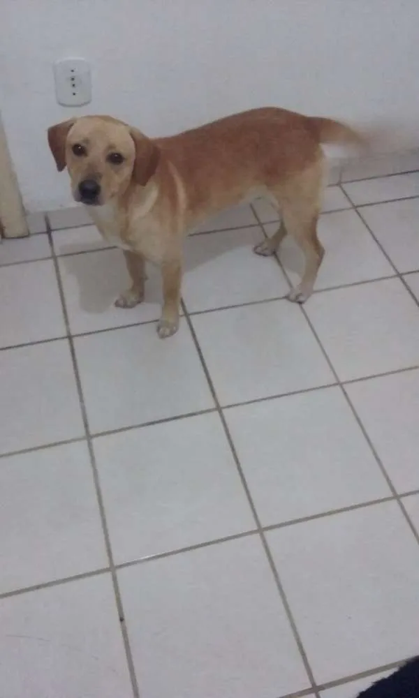 Cachorro ra a Labrador misturado  idade 7 a 11 meses nome Marley