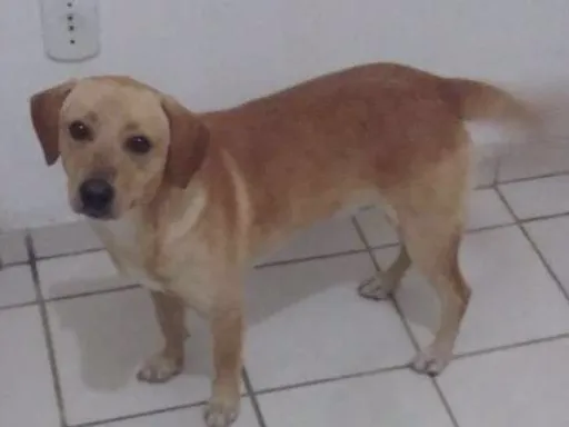 Cachorro ra a Labrador misturado  idade 7 a 11 meses nome Marley