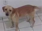 Cachorro raça Labrador misturado  idade 7 a 11 meses nome Marley