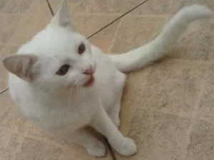 Gato raça vira-lata idade 2 a 6 meses nome Kik, madama, pretinh