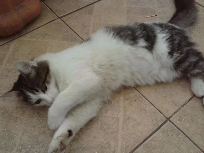 Gato ra a vira-lata idade 2 a 6 meses nome Kik, madama, pretinh