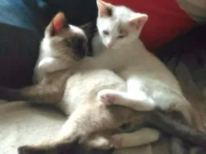 Gato raça SRD idade 2 a 6 meses nome Paçoca e Tuim